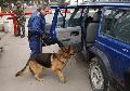 K9 unit Taszar Us Air Base security/Taszr